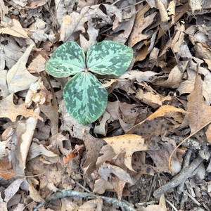 Fundraising Page: Traci Gamble